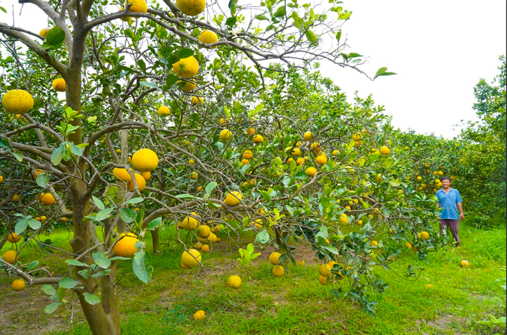 Hà Nội: Huyện Thường Tín sẽ có thêm một xã NTM kiểu mẫu và ba xã NTM nâng cao - 4