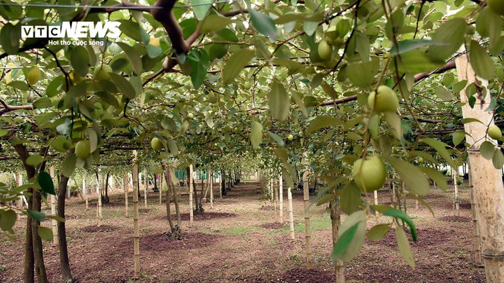 "Không phải khách nào đặt cũng có táo. Chúng tôi phải gom 2-3 ngày mới được vài chục kg", chị Huyền chia sẻ về thực trạng khan táo Bàng La và cho biết, đến Tết Nguyên đán vẫn có táo phục vụ nhu cầu người dân nhưng số lượng không nhiều.