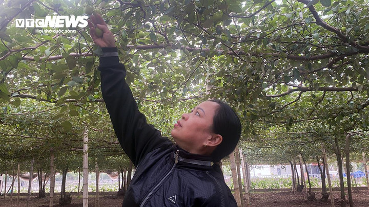 "Thu hoạch năm nay kém đi rất nhiều. Những năm trước, dịp giáp Tết, nhà tôi có thể thu hoạch 3-4 tạ/ngày, thậm chí 5 tạ nhưng bây giờ mỗi ngày chỉ 20-30kg, có ngày chỉ được 10kg. Vườn táo cũng xơ xác, quả rất thưa", chị Huyền tâm sự.