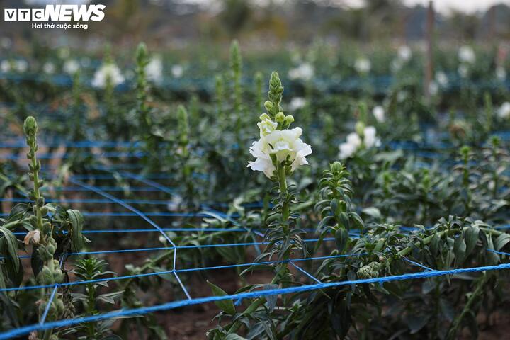 Từ bãi hoang tàn sau siêu bão Yagi, vườn hoa nổi tiếng ở Hà Nội giờ ra sao? - 13