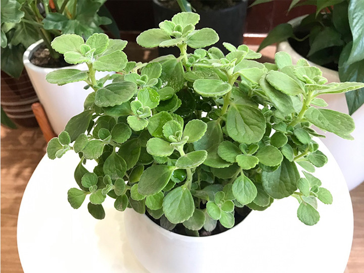 Loại cây được ví như mèo thần Tài - cây nhất mộc hương. (Ảnh: Cafeland)