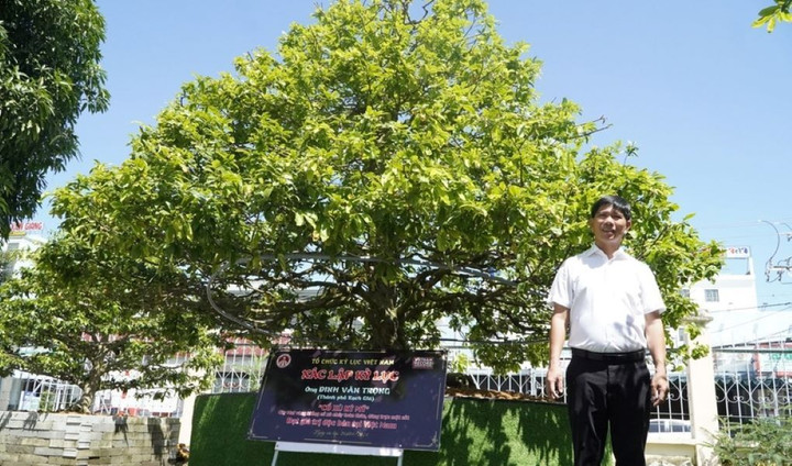 Cây mai "cổ xù kỳ mỹ" đã được xác lập kỷ lục ngày 29/9/2024. (Ảnh: Việt Hương)