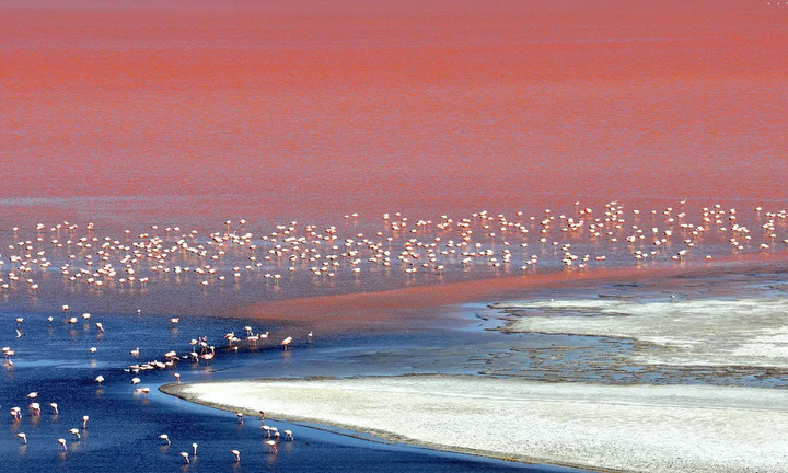 Chim hồng hạc là một trong ít loài thích nghi với môi trường sống đặc biệt ở hồ Laguna Colorada. (Ảnh: The Sydney Morning Herald)