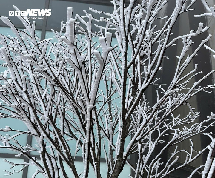 Tuyết phủ dày, trắng xoá trên cành cây.