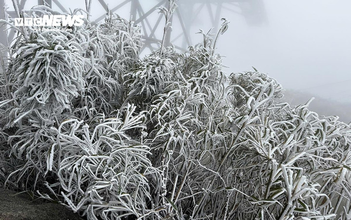 Tuyết rơi ngày càng dày, phủ trắng lối đi và cây cỏ.