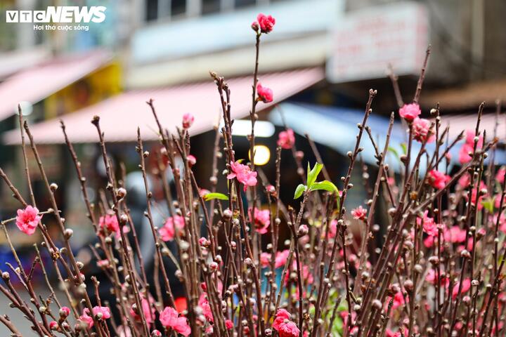 Giá hàng hóa sau Tết hạ 'nhiệt', cau vẫn cao ngất ngưởng - 6