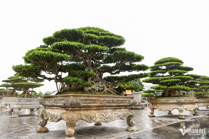 Một trong những tác phẩm nổi bật là cây sanh cổ có bộ rễ kỳ vĩ, tán cây tỏa rộng, thể hiện sự trường tồn và vững chãi.