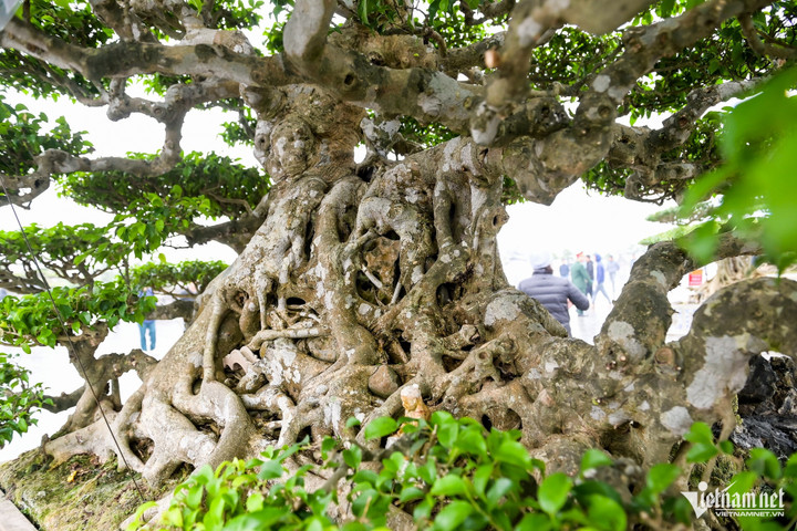 Ngắm ‘siêu cây’ cổ thụ ở Nam Định, người có tiền cũng khó mua - 5