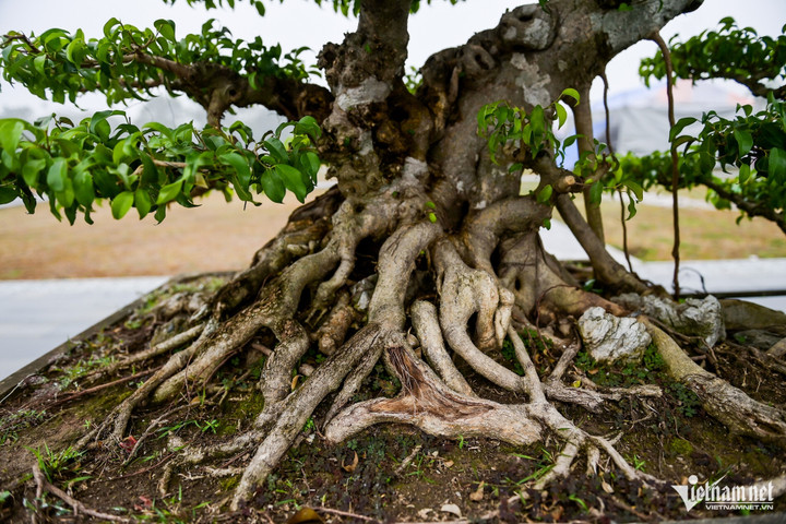 Cặp sanh “Mai phong anh hùng cách” có tuổi đời khoảng 70 năm. Cây cao gần 2m, đường kính tán hơn 2m. Các tầng tán được cắt tỉa công phu, tạo thành từng lớp xanh mướt. Thân cây có “nước da” sụn trắng mang đậm dấu ấn thời gian.