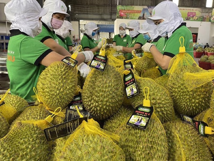 Xuất khẩu sầu riêng Việt Nam đang gặp khó khăn. (Ảnh minh hoạ).