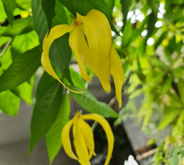 Về mặt phong thủy, người xưa kiêng trồng cây hoa dẻ giữa sân.