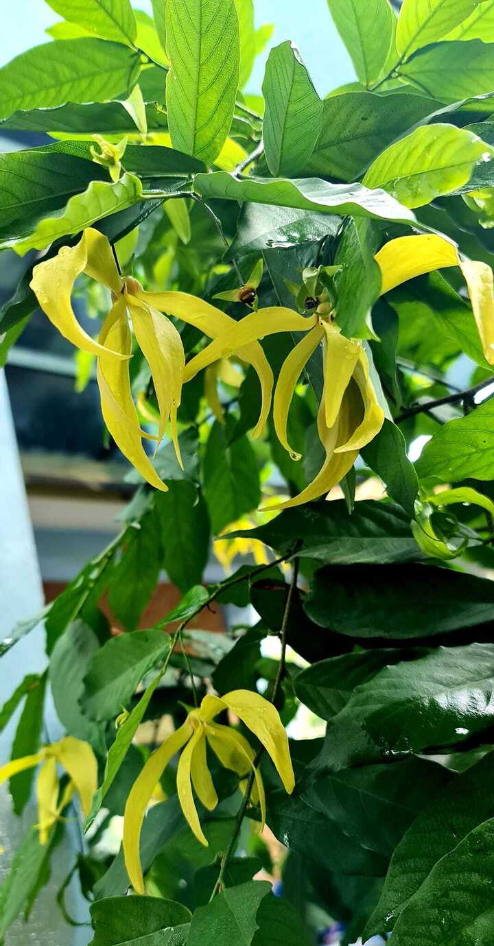 Cây hoa dẻ rất dễ trồng và phát triển nhanh.