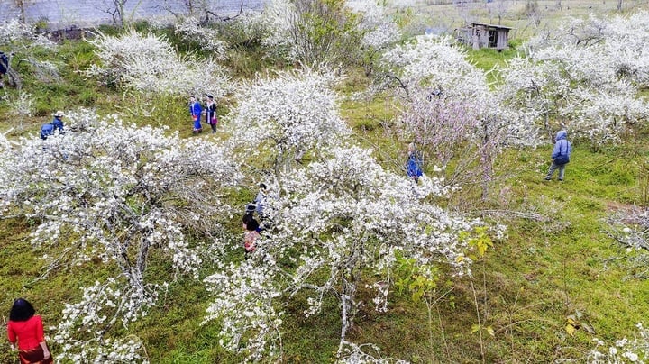 Khách đổ xô ngắm hoa mận Mộc Châu khiến nhiều khách sạn trong tình trạng hết phòng. (Ảnh minh họa)