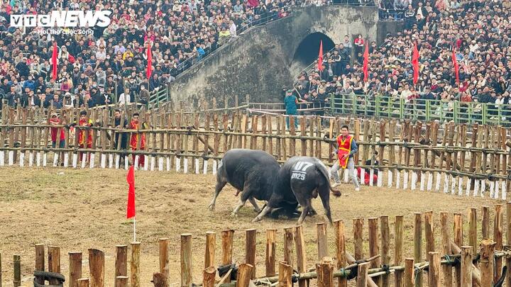 Lễ hội chọi trâu tại Hải Lựu thu hút tới 5 vạn khán giả đến xem cảnh tượng bạo lực. (Ảnh: Vũ Chương)