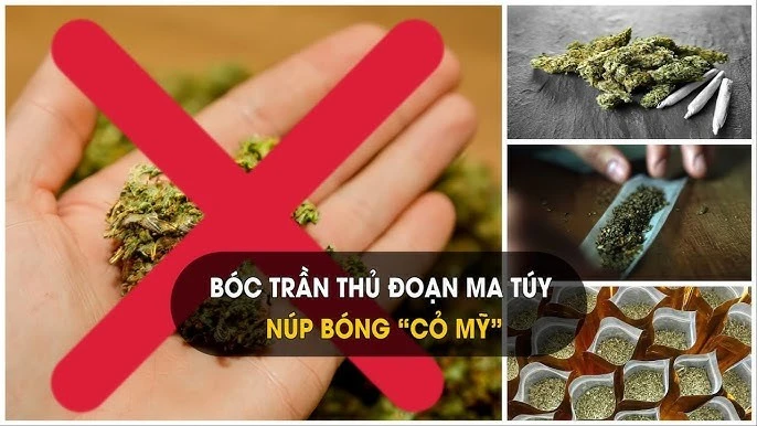 Hình ảnh "cỏ Mỹ". (Ảnh: VKSND tỉnh Thanh Hóa)