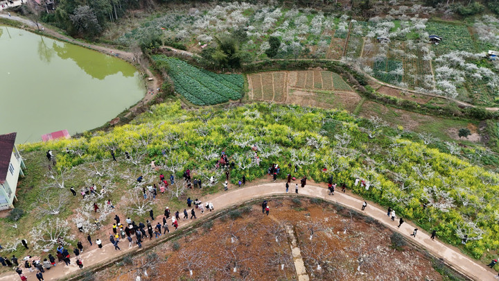 Du khách được ngắm, chụp ảnh với những đồi hoa mận trắng xóa.