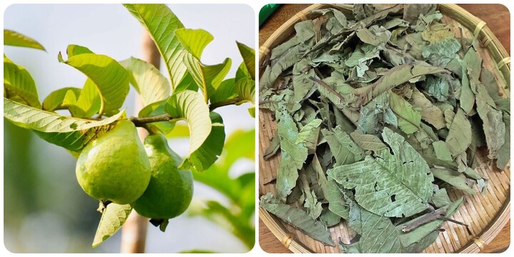 Nên uống nước lá ổi tươi hay khô là băn khoăn của nhiều người.