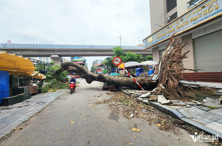 Bão Yagi khiến hơn 100 nghìn cây ở Hà Nội bị gãy đổ. (Ảnh: Quang Phong)