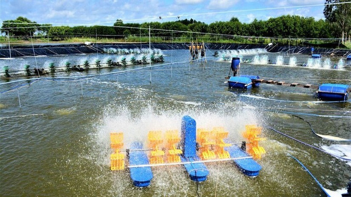 Địa phương nào đứng đầu cả nước về xuất khẩu thủy sản? - 1