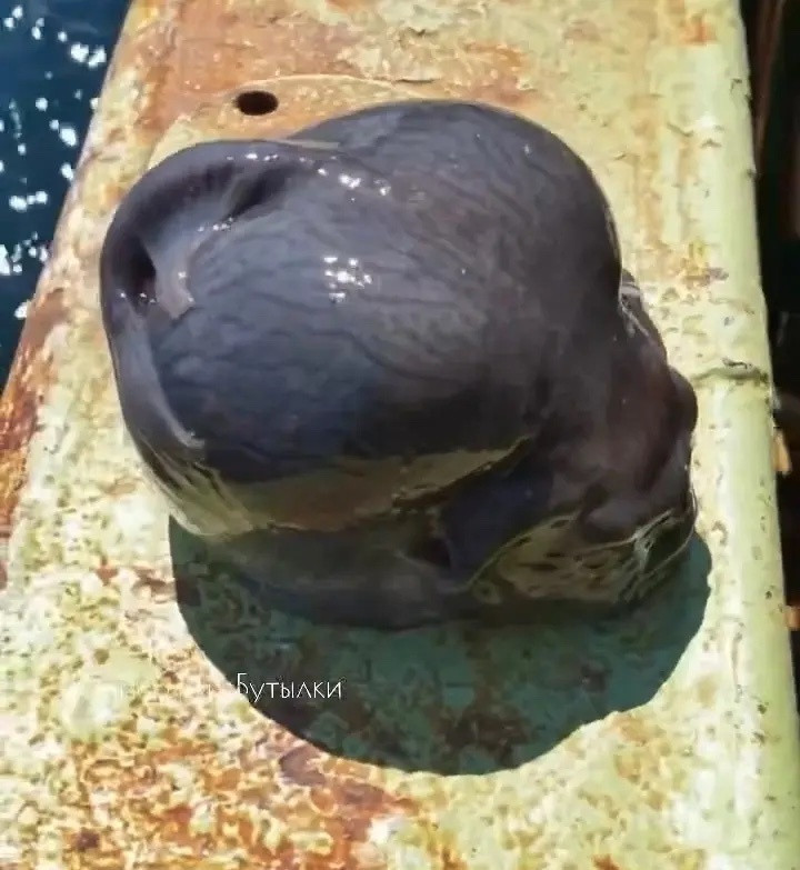 Sinh vật được mô tả giống củ hành đang ngồi. (Ảnh: Jam Press/@rfedortsov_official_account)