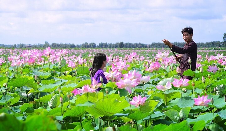 Đồng Tháp được hợp nhất từ những tỉnh nào? - 3