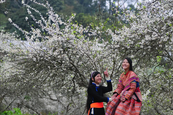 Về với “Cao nguyên trắng Bắc Hà” du khách được trải nghiệm hoa mận, hoa lê phủ trắng núi đồi.