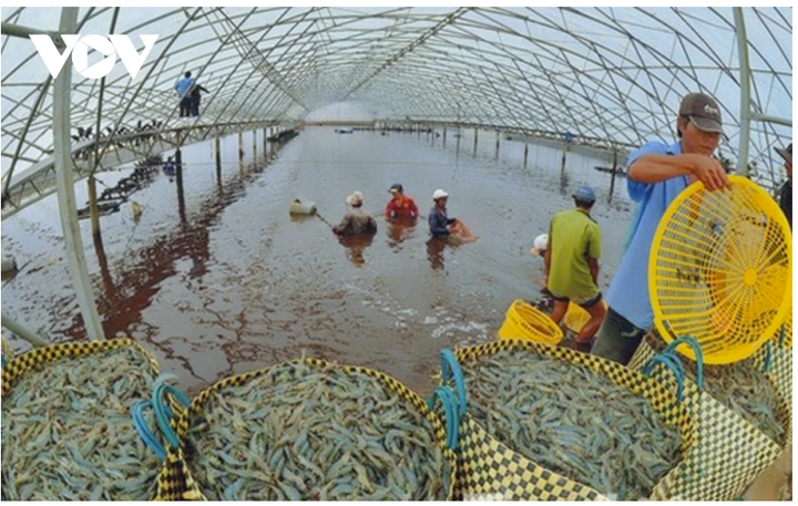 Mô hình nuôi tôm sạch tại thị xã Vĩnh Châu, tỉnh Sóc Trăng. (Ảnh:VOV)