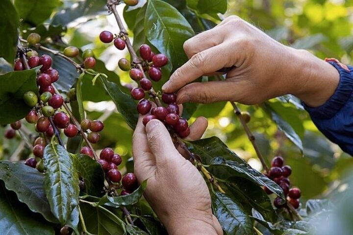 Giá cà phê hôm nay 21/3: Robusta tăng trên mốc 5.500 USD/tấn. (Ảnh minh họa)