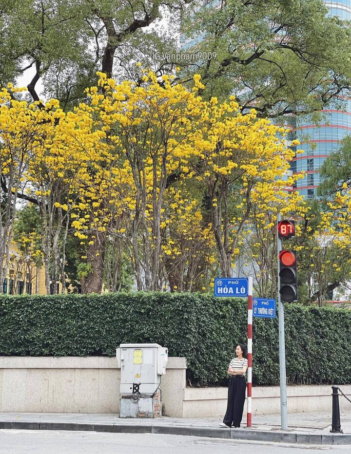 Hoa phong linh nở vàng rực giữa trung tâm Hà Nội. (Ảnh: Phạm Hồng Vân)