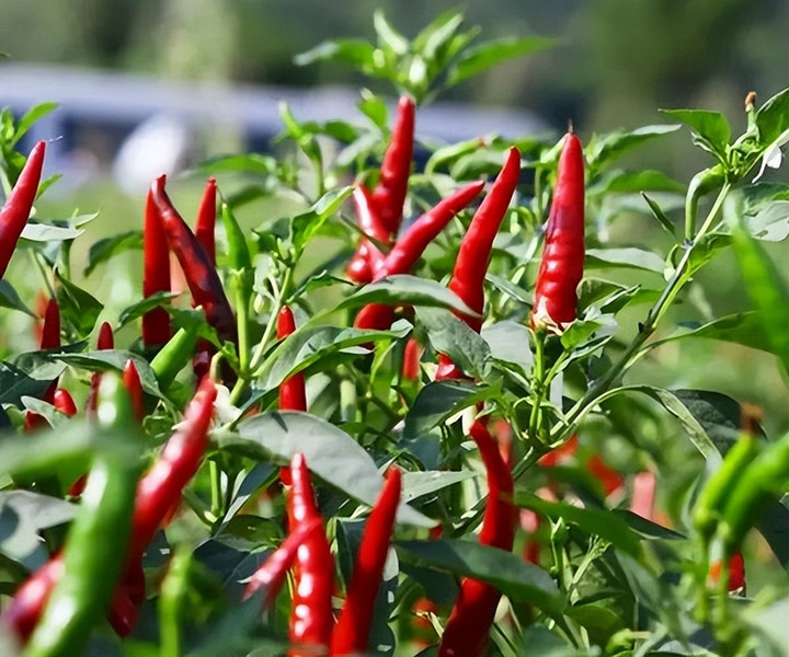 Ớt là loại cây ưa phân bón, cần lưu ý liều lượng thích hợp. (Ảnh: Sohu)
