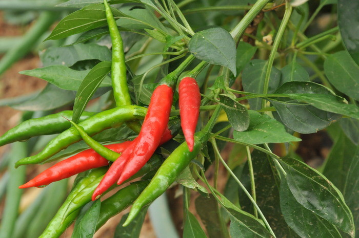 Việc trồng gần các loại cây ớt khác nhau có thể tạo ra giống quả không thuần chủng. (Ảnh: Sohu)