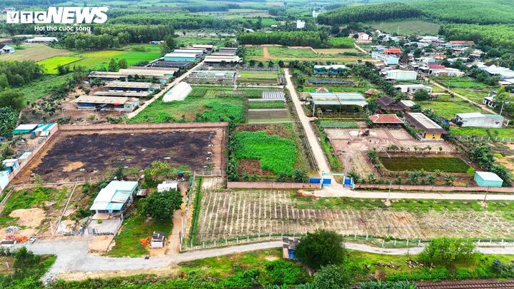 Toàn cảnh Dự án sản xuất rau an toàn theo tiêu chuẩn VietGap tại huyện Vân Canh, Bình Định.