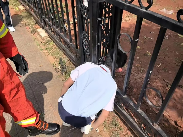 Một cậu bé ở miền Nam Trung Quốc đã bị kẹt đầu vào hàng rào khi cố gắng đi tắt về nhà từ trường. (Ảnh: QQ.com)