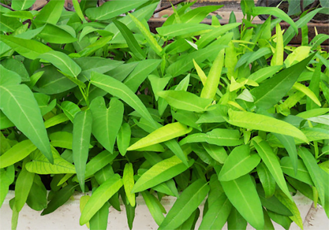 Tháng 4 trồng rau gì vừa dễ chăm vừa nhanh thu hoạch? Hãy trồng rau muống. (Ảnh: guobaihui)