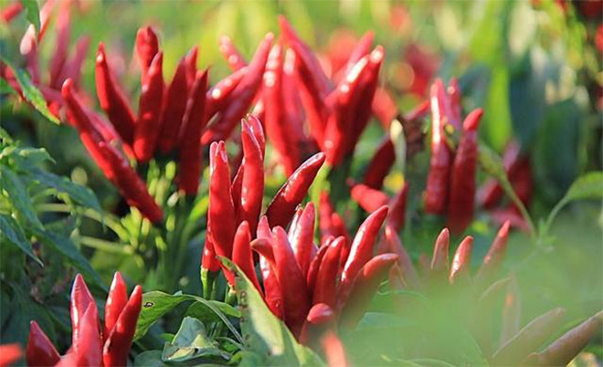 Cây ớt trồng một lần có thể cho quả cả năm. (Ảnh: Sohu)