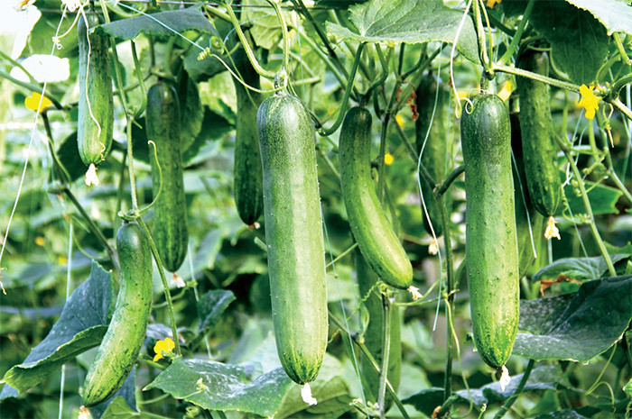 Dưa chuột nếu chăm sóc tốt thì có thể cho rất nhiều trái dù trồng thùng xốp. (Ảnh: Agroworld)