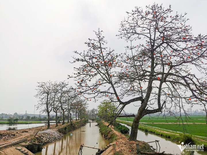 Thực tế hàng cây hoa gạo nổi tiếng trên mạng xã hội bởi vẻ đẹp thu hút, nhiều du khách đến chụp ảnh những ngày qua thuộc Tổ dân phố Đoài, Duy Tiên, Hà Nam.