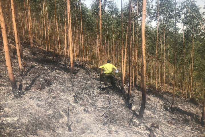 Chính quyền địa phương xác định, khoảng 30ha rừng sản xuất (chủ yếu là bạch đàn, keo) đã bị thiêu rụi. (Ảnh: X.B)