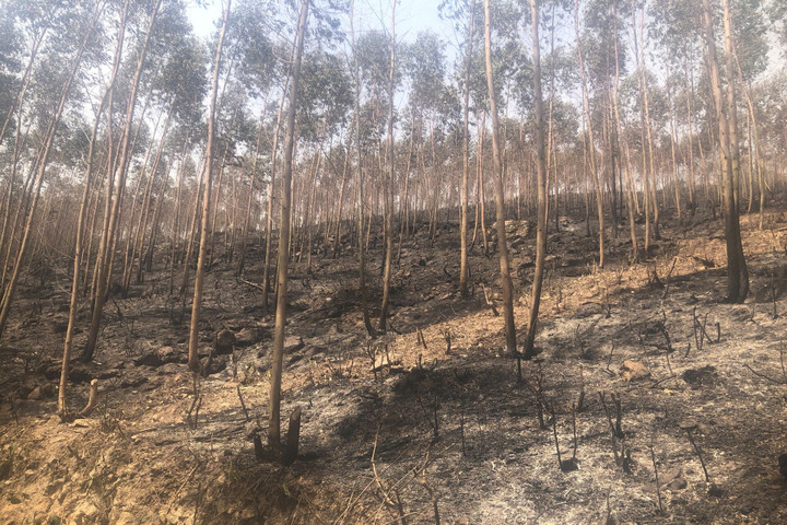 Đến khoảng 0h25 ngày 16/4, đám cháy rừng lớn đã được lực lượng chức năng khống chế và dập tắt hoàn toàn. (Ảnh: X.B)