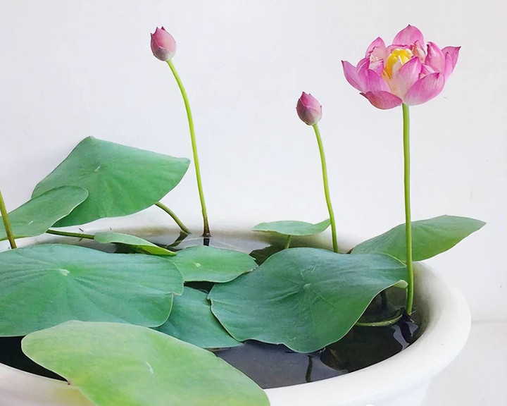 Trồng sen bằng củ, cây nảy mầm, ra lá sau 5-7 ngày. (Ảnh: Sohu)