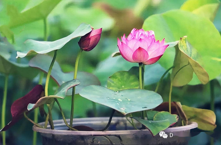 Cách trồng sen từ hạt khá đơn giản, bạn sẽ có hoa ngắm sau vài tháng. (Ảnh: Sohu)