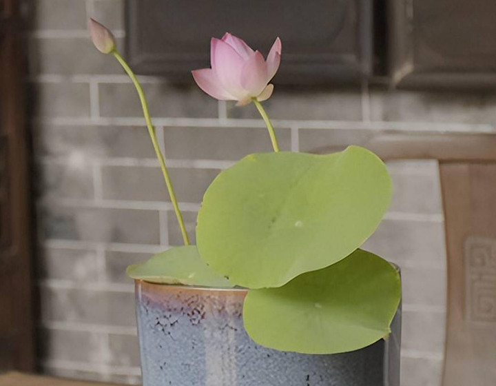 Sau khoảng 2 tháng, bạn sẽ được ngắm thành quả là hoa sen xinh đẹp. (Ảnh: Sohu)
