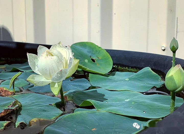 Sen có nhiều màu sắc và kích thước, cần lựa chọn chậu phù hợp. (Ảnh: Sohu)