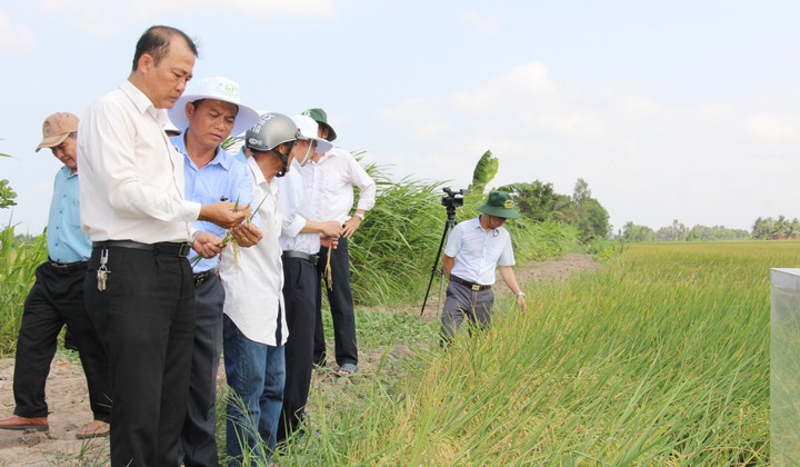 Ông Lê Văn Đông, PGĐ Sở NN&MT Trà Vinh tham quan mô hình thí điểm canh tác lúa phát phải thấp tại HTX nông nghiệp Phước Hảo. (Ảnh: KNQG)