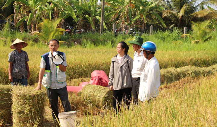 Chuyên gia của Trung tâm khuyến nông Quốc gia hướng dẫn cho HTX Nông nghiệp Phước Hảo, tỉnh Trà Vinh kỹ thuật ủ rơm làm thức ăn cho trâu bò. (Ảnh: KNQG)
