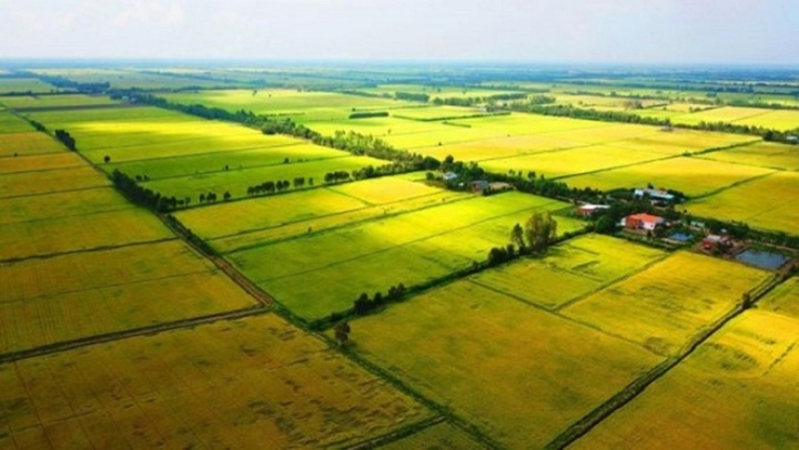 Đất nông nghiệp lại được nhiều nhà đầu tư lùng mua. (Ảnh minh họa)