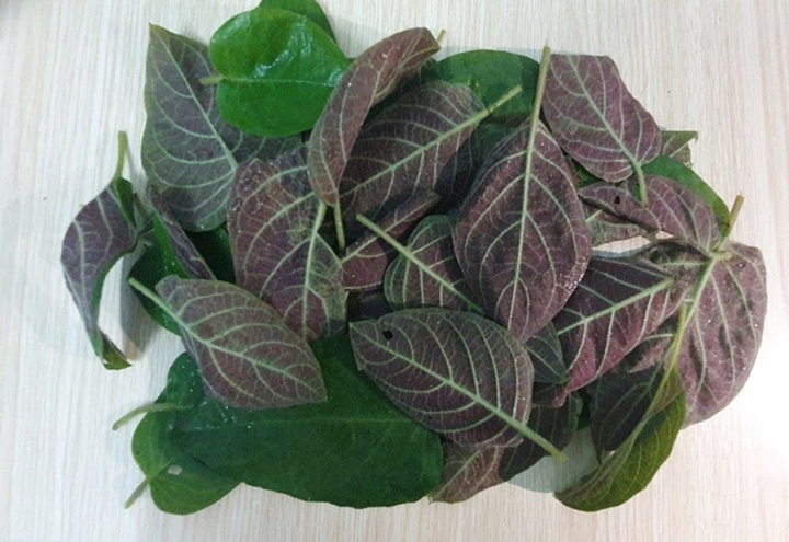 Lá mơ chữa bệnh gì?