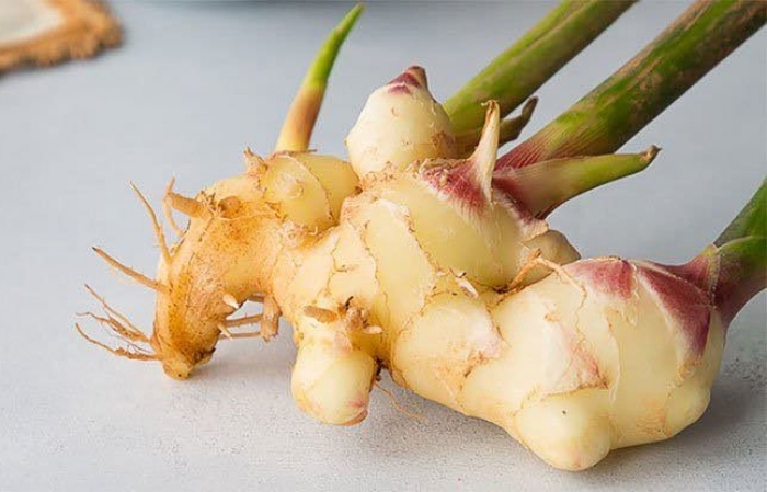 Củ gừng là vị thuốc quý trong y học cổ truyền, có thể hỗ trợ điều trị nhiều loại bệnh. (Ảnh minh hoạ)