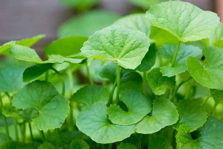 Uống nước rau má giúp làm dịu cơ thể trong những ngày nắng nóng (Ảnh minh họa)