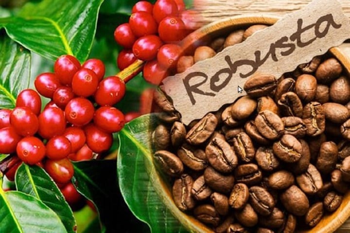 Giá cà phê hôm nay có xu hướng giảm. (Ảnh minh họa)